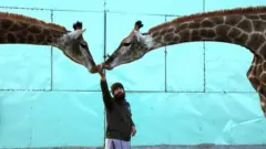 پاکستان