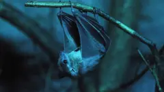 bat