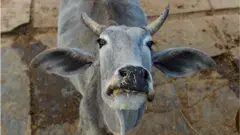 ఆవు
