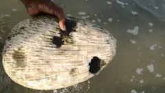பவளப் பாறை.