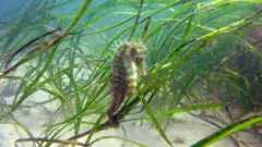 sea horse