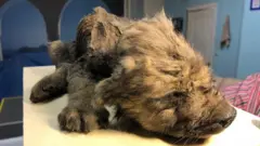 The puppy in a laying down position