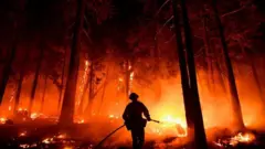 California's fires threaten to ravage mighty sequoia forests