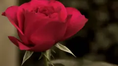 хто продає квіти