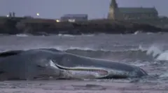 Кашалот
