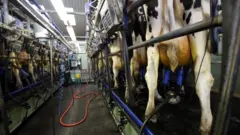 Tirando leite de vacas