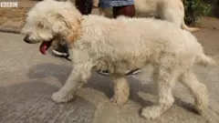 Mon travail, promener des chiens à Lagos