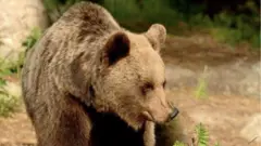 File pic of a bear in the Trentino area of Italy