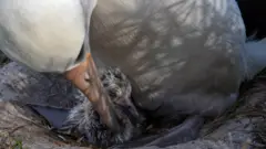 Уиздом и ее птенец