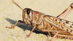 Desert locust