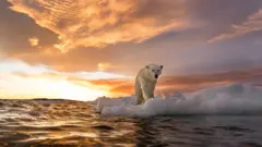 Oso polar sobre un trozo de hielo en el mar