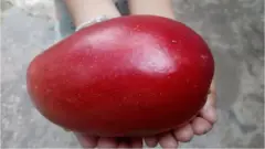 آم