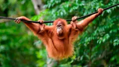 Un jeune orang-outan de Sumatra