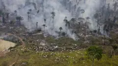 Floresta queimando e gado pastando