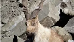 مارخور