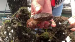 crab