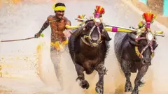 దున్నలతో శ్రీనివాస్ గౌడ
