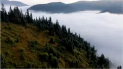 вирубка лісів