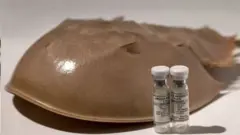 કરચલા અને વૅક્સિનની તસવીર
