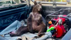high bear