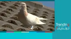 الحمامة "جو" فوق سطح احدى المنازل
