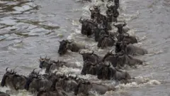 Serengeti inajivunia safari za nyumbu