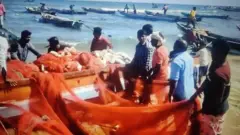 రింగు వలల వివాదం