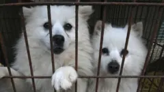 Собаки