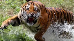 బెంగాల్ టైగర్