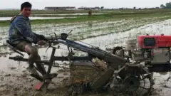 ရခိုင်ပြည်နယ် မြောက်ပိုင်းနဲ့ အလယ်ပိုင်းက မြို့နယ်တွေမှာ စပါးမစိုက်နိုင်တဲ့ လယ်မြေတွေများ