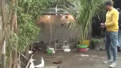 पंछी पालने वाला लड़का
