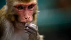 குரங்கு.