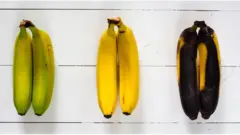 Pisang