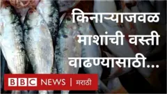 मासे