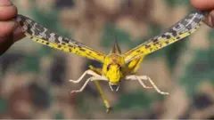 የአንበጣ መንጋ ወረርሽኝ