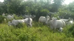 Ehi na-ata ihe n'ime ọhịa