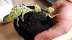 Image shows three chameleons hidden in socks