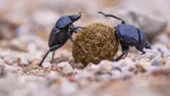beetles