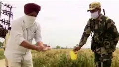 ਭਾਰਤ-ਪਾਕ ਸਰਹੱਦ ’ਤੇ ਕਣਕ ਦੀ ਵਾਢੀ