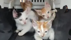 Gatos sendo resgatados em Petrópolis
