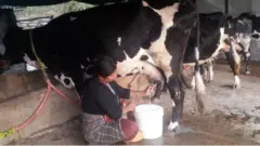 इलाम