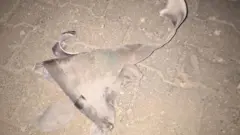 Ceylanpınar