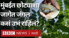 मुंबईत एक असं जंगल आहे, जे फक्त दीडशे चौरस मीटरवर उभं आहे.