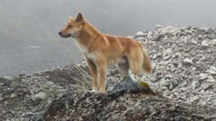 Anjing bernyanyi