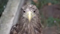 birds