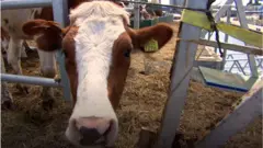 Cattle firm