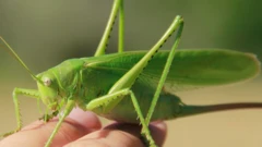 మిడత