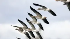 پرندگان مهاجر