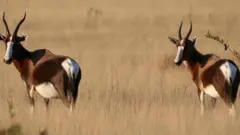 نوع نادر من الظباء