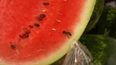 Кавун
